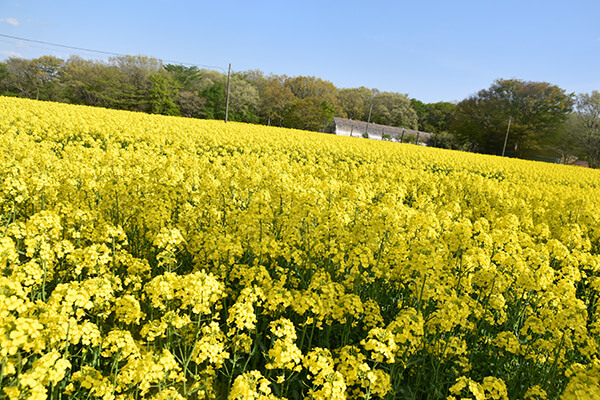 那須ハートフルファーム