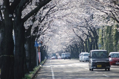 芳賀町さくらトンネル