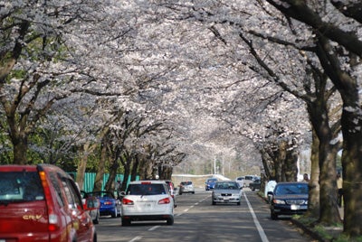 芳賀町さくらトンネル