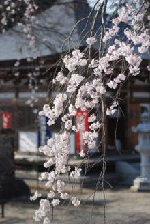 淨蓮寺