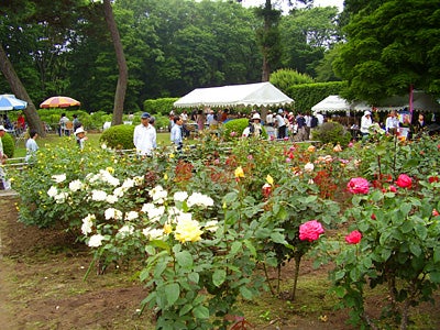 井頭公園　バラ園