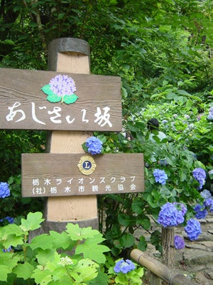 太平山　あじさいまつり