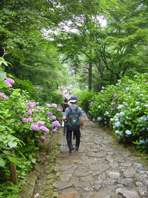 太平山　あじさいまつり