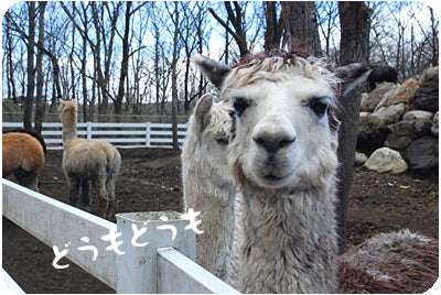 ひばらさんの栃木探訪-アルパカ牧場