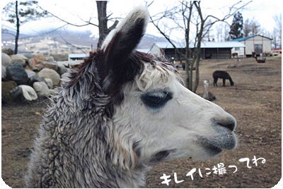 ひばらさんの栃木探訪-アルパカ牧場