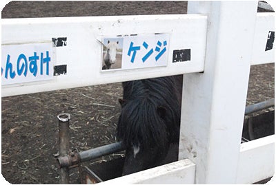 ひばらさんの栃木探訪-アルパカ牧場