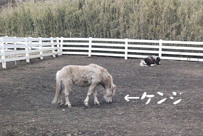 ひばらさんの栃木探訪-アルパカ牧場