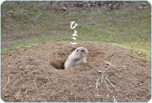 ひばらさんの栃木探訪-ひばらさんの栃木探訪　真岡観光リス村