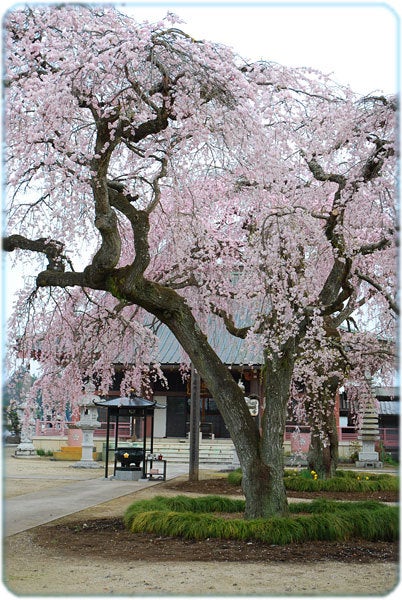 ひばらさんの栃木探訪-ひばらさんの栃木探訪　浄蓮寺