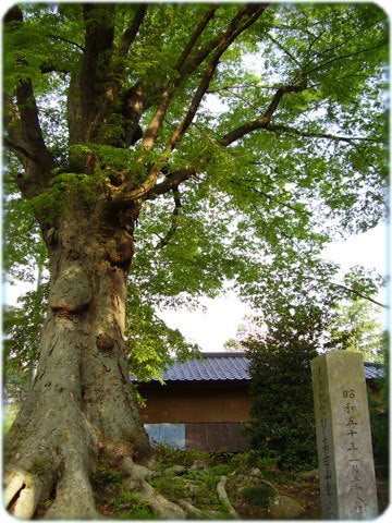 ひばらさんの栃木探訪-ひばらさんの栃木探訪　真岡　専修寺