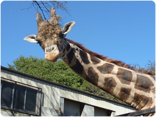 ひばらさんの栃木探訪-ひばらさんの栃木探訪　宇都宮動物園