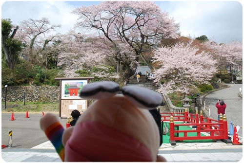 ひばらさんの栃木探訪-ひばらさんの栃木探訪　宇都宮　桜