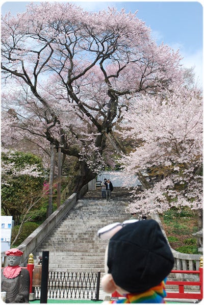 ひばらさんの栃木探訪-ひばらさんの栃木探訪　宇都宮　桜