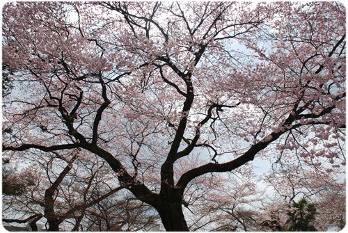 ひばらさんの栃木探訪-ひばらさんの栃木探訪　宇都宮　桜