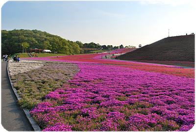 ひばらさんの栃木探訪-市貝　芝ざくら公園