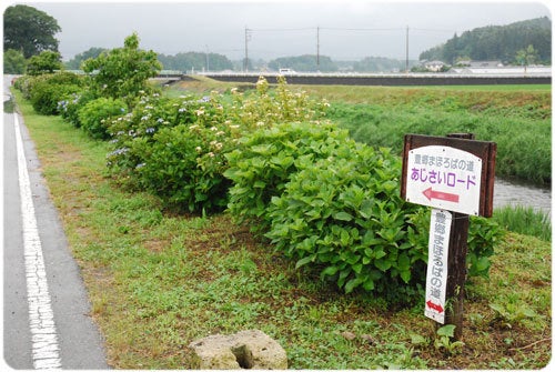 ひばらさんの栃木探訪-ひばらさんの栃木探訪　田川　あじさい