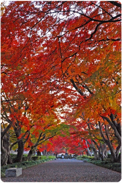 ひばらさんの栃木探訪-ひばらさんの栃木探訪　大山参道