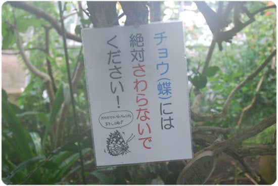 ひばらさんの栃木探訪-ひばらさんの栃木探訪　黄金のサナギ