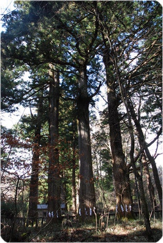 ひばらさんの栃木探訪-ひばらさんの栃木探訪　滝尾神社