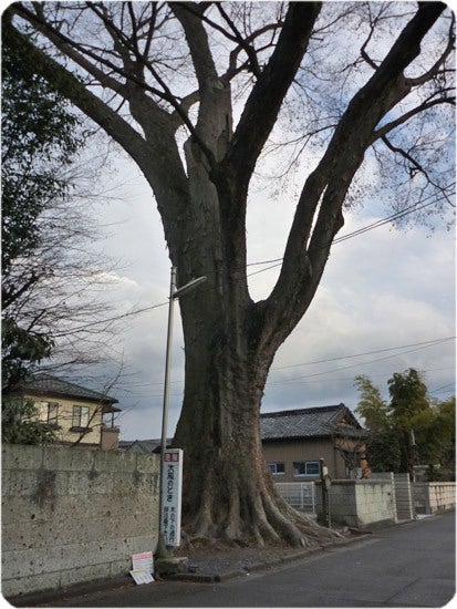 ひばらさんの栃木探訪-ひばらさんの栃木探訪　不動前通り