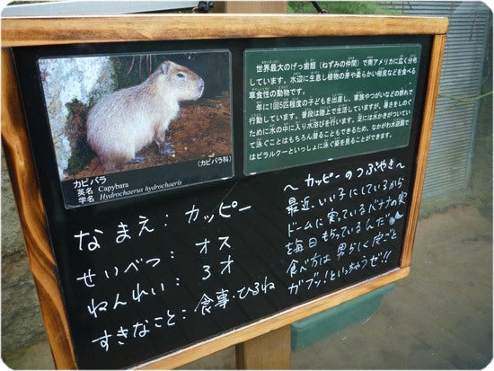 ひばらさんの栃木探訪-ひばらさんの栃木探訪　なかがわ水遊園