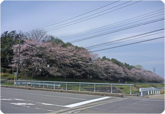 ひばらさんの栃木探訪-ひばらさんの栃木探訪　桜