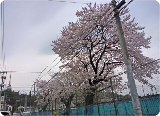 ひばらさんの栃木探訪-ひばらさんの栃木探訪　桜