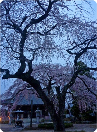 ひばらさんの栃木探訪-ひばらさんの栃木探訪　桜