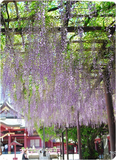 ひばらさんの栃木探訪-笠間稲荷神社