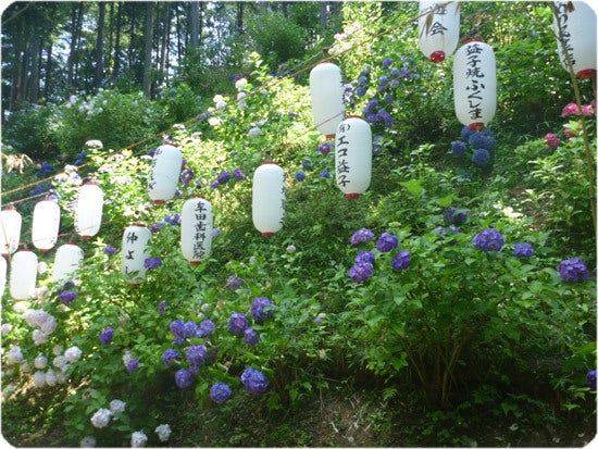 ひばらさんの栃木探訪-ひばらさんの栃木探訪　益子　あじさい