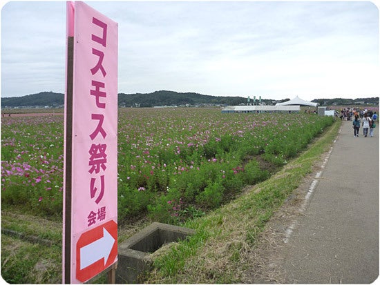 ひばらさんの栃木探訪-ひばらさんの栃木探訪　益子コスモス祭り