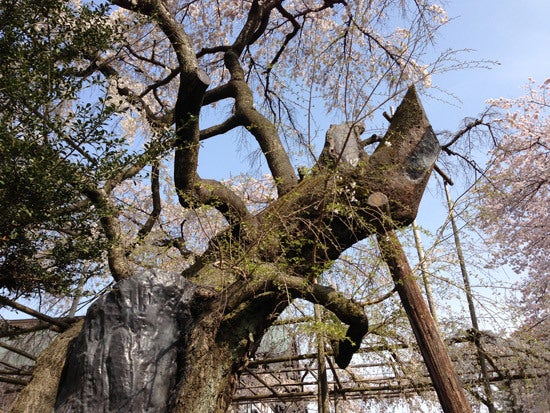 ひばらさんの栃木探訪-ひばらさんの栃木探訪　祥雲寺