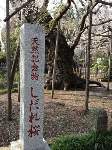 ひばらさんの栃木探訪-ひばらさんの栃木探訪　祥雲寺