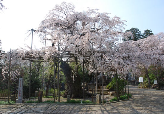 ひばらさんの栃木探訪-ひばらさんの栃木探訪　祥雲寺