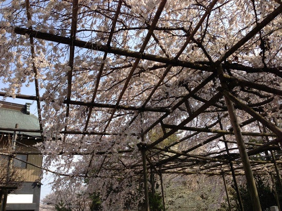 ひばらさんの栃木探訪-ひばらさんの栃木探訪　祥雲寺