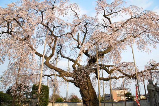 ひばらさんの栃木探訪-ひばらさんの栃木探訪　広琳寺