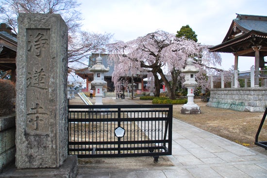 ひばらさんの栃木探訪-ひばらさんの栃木探訪　浄蓮寺