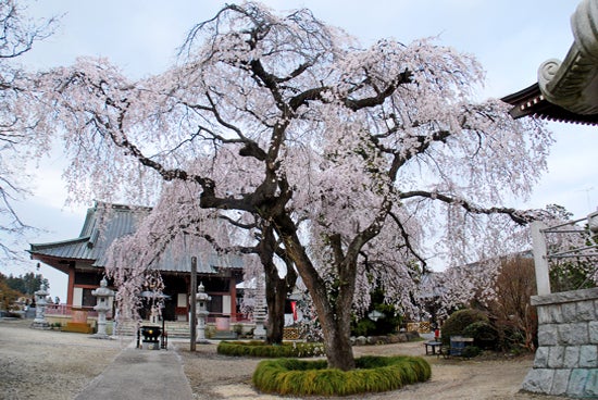 ひばらさんの栃木探訪-ひばらさんの栃木探訪　浄蓮寺