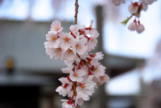 ひばらさんの栃木探訪-ひばらさんの栃木探訪　浄蓮寺