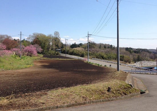 ひばらさんの栃木探訪-ひばらさんの栃木探訪　西山辰街道の大ざくら