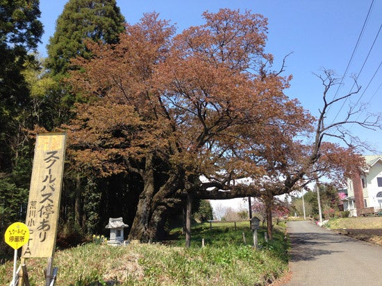 ひばらさんの栃木探訪-ひばらさんの栃木探訪　浄蓮寺