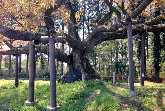 ひばらさんの栃木探訪-ひばらさんの栃木探訪　西山辰街道の大ざくら