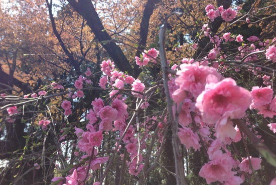 ひばらさんの栃木探訪-ひばらさんの栃木探訪　西山辰街道の大ざくら