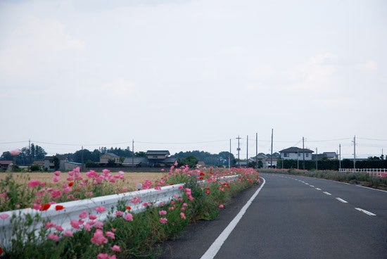 ひばらさんの栃木探訪-ひばらさんの栃木探訪　高根沢町　ポピー