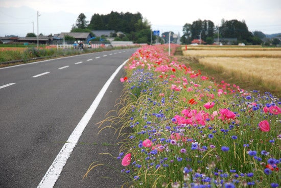 ひばらさんの栃木探訪-ひばらさんの栃木探訪　高根沢町　ポピー