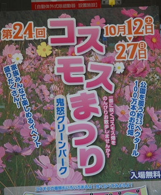 ひばらさんの栃木探訪-ひばらさん　コスモス