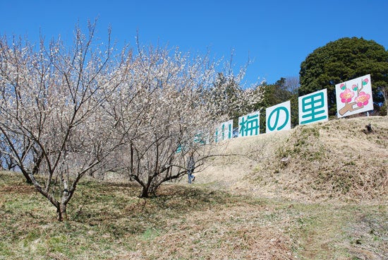 ひばらさん　市貝　梅まつり