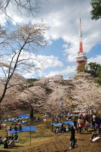 ひばらさん　さくら　八幡山