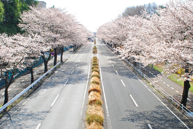 まずは芳賀町のかしの森公園付近。