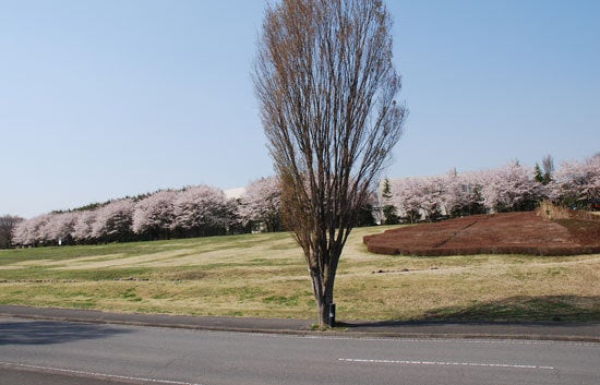 ひばらさん　高根沢町